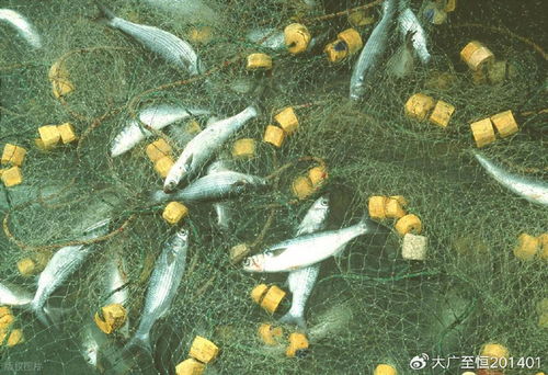AquaTech 2026 馬來西亞漁業(yè)展覽會 領(lǐng)航漁業(yè)新紀(jì)元，驅(qū)動畜牧漁業(yè)飼料銷售創(chuàng)新